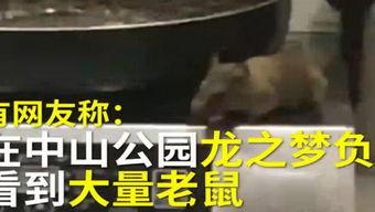 石家庄烤肉串爆料视频,街头美食新宠,视频曝光引热议 第3张 石家庄烤肉串爆料视频,街头美食新宠,视频曝光引热议 第3张