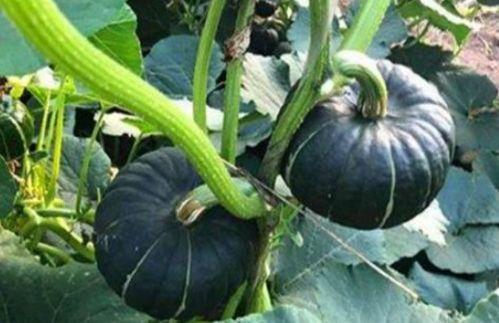 求网红吃瓜视频 第2张 求网红吃瓜视频 第2张